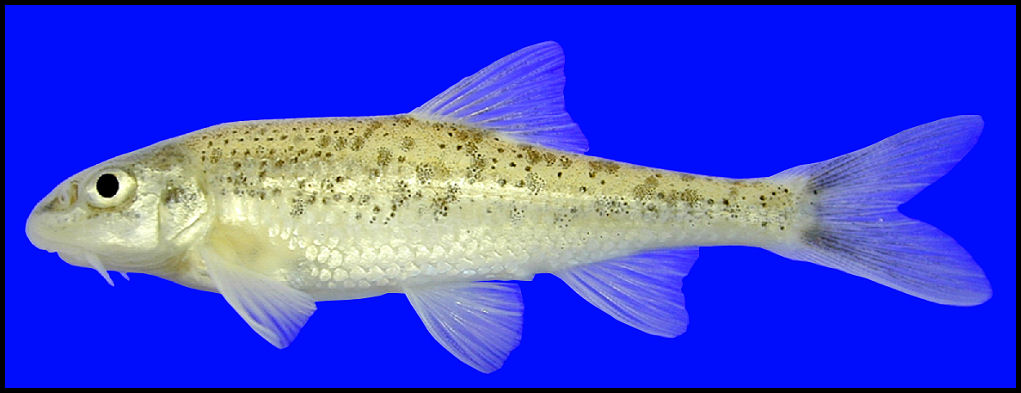 speckled chub Macrhybopsis aestivalis